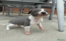 Whippet dogs for sale: Beautiful kc registered whippets - Image 12