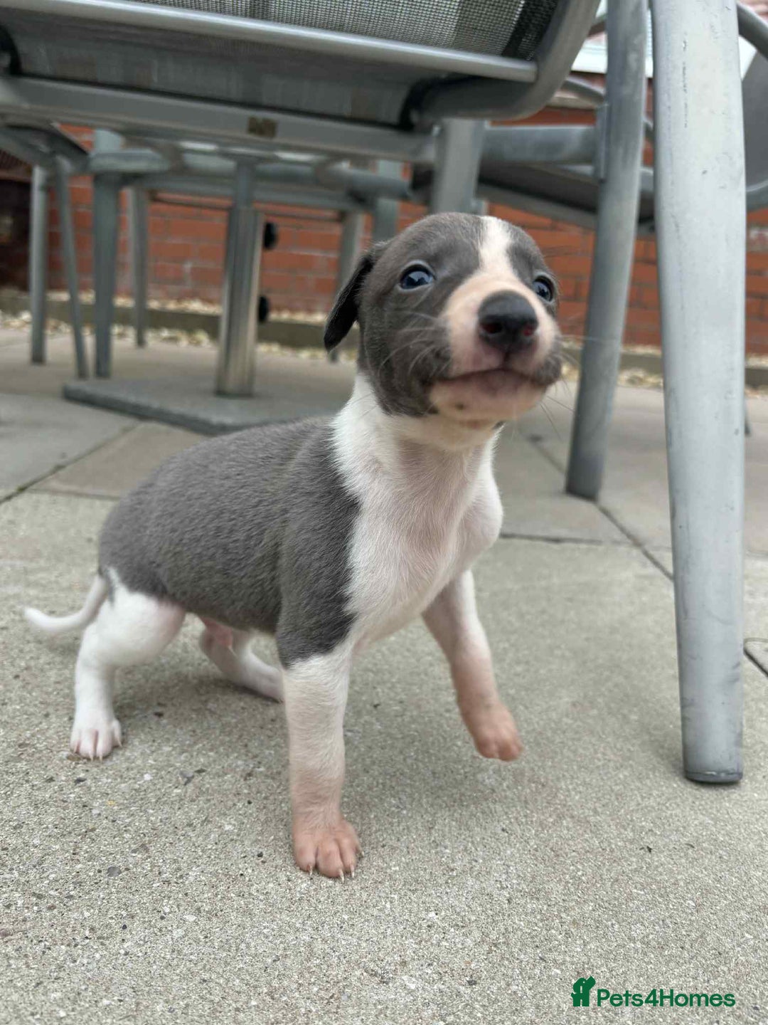 Whippet dogs for sale: Beautiful kc registered whippets - Image 12