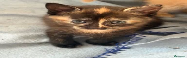 Mixed Breed Kitten 2