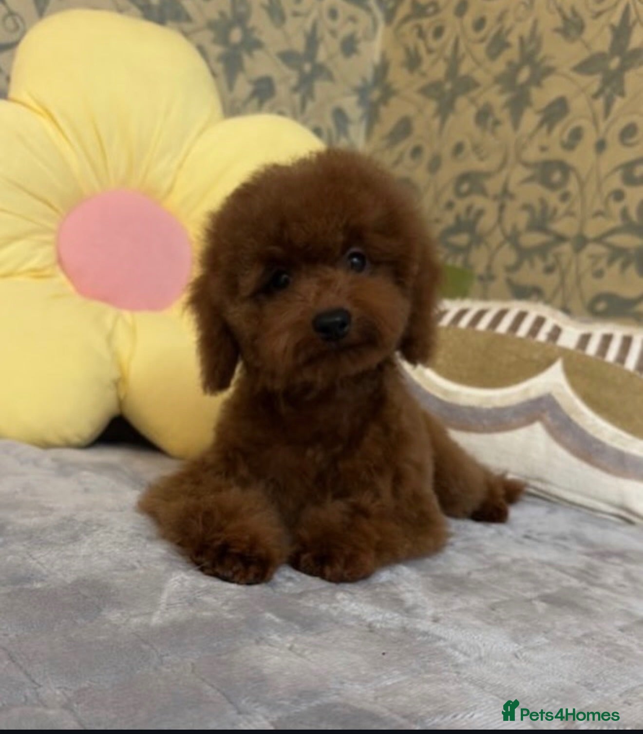 Toy Poodle dogs Toy asian poodle  - Advert 1