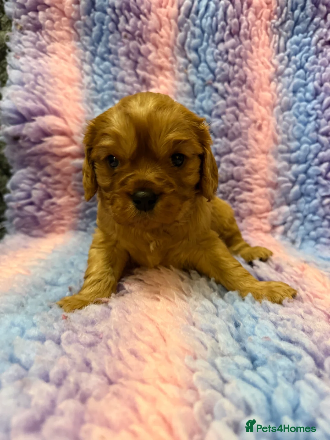 Cavalier King Charles Spaniel dogs for sale: Cavalier King Charles Spaniel Health Tested Parent - Advert 6