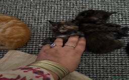 Mixed Breed cats for sale: Beautiful kitten  - Image 5
