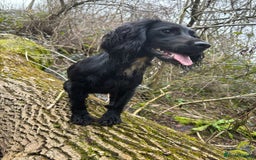 Cocker Spaniel dogs for sale: Working cocker spaniels for sale  - Image 8