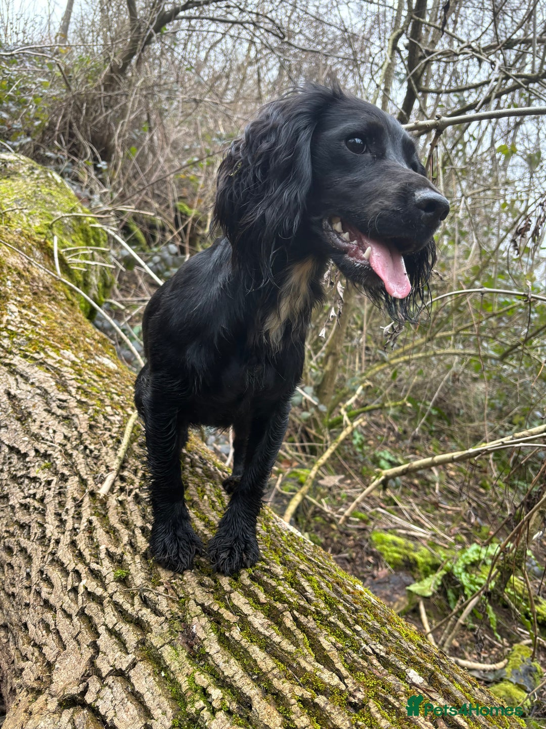 Cocker Spaniel dogs for sale: Working cocker spaniels for sale  - Image 8