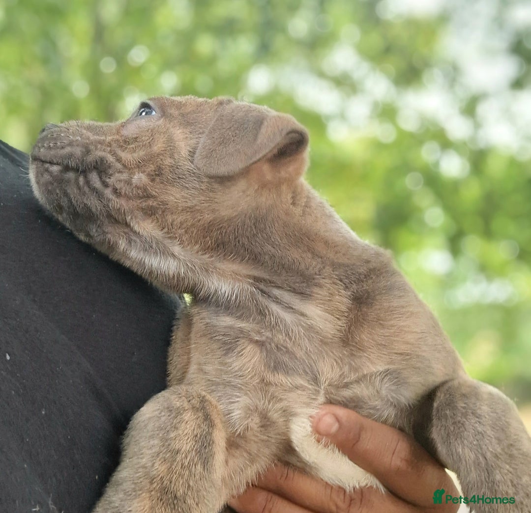 Staffordshire Bull Terrier dogs for sale: CHUNKY blue Staffordshire bull terror puppys - Image 11