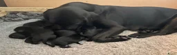 Labrador Retriever dogs for sale: Working and Family  - Advert 10