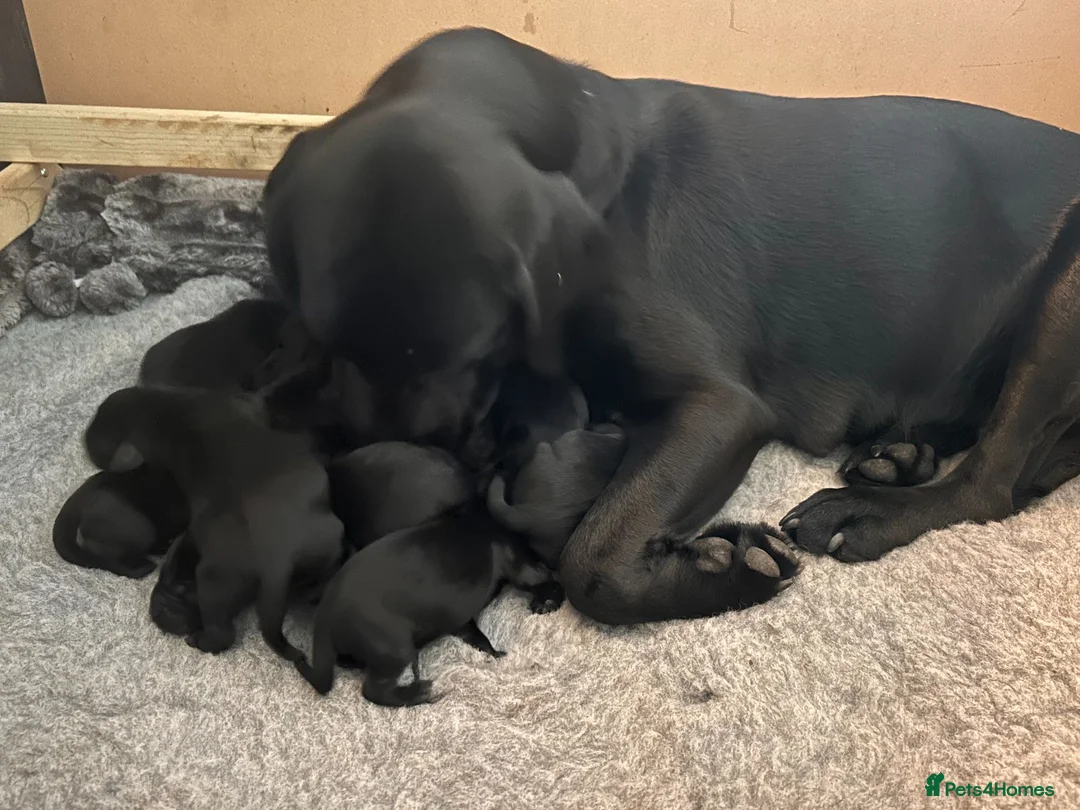 Labrador Retriever dogs for sale: Working and Family  - Advert 10
