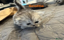 Persian cats for sale: Gorgeous litter of 6 PKD Negative Persian kittens - Image 8