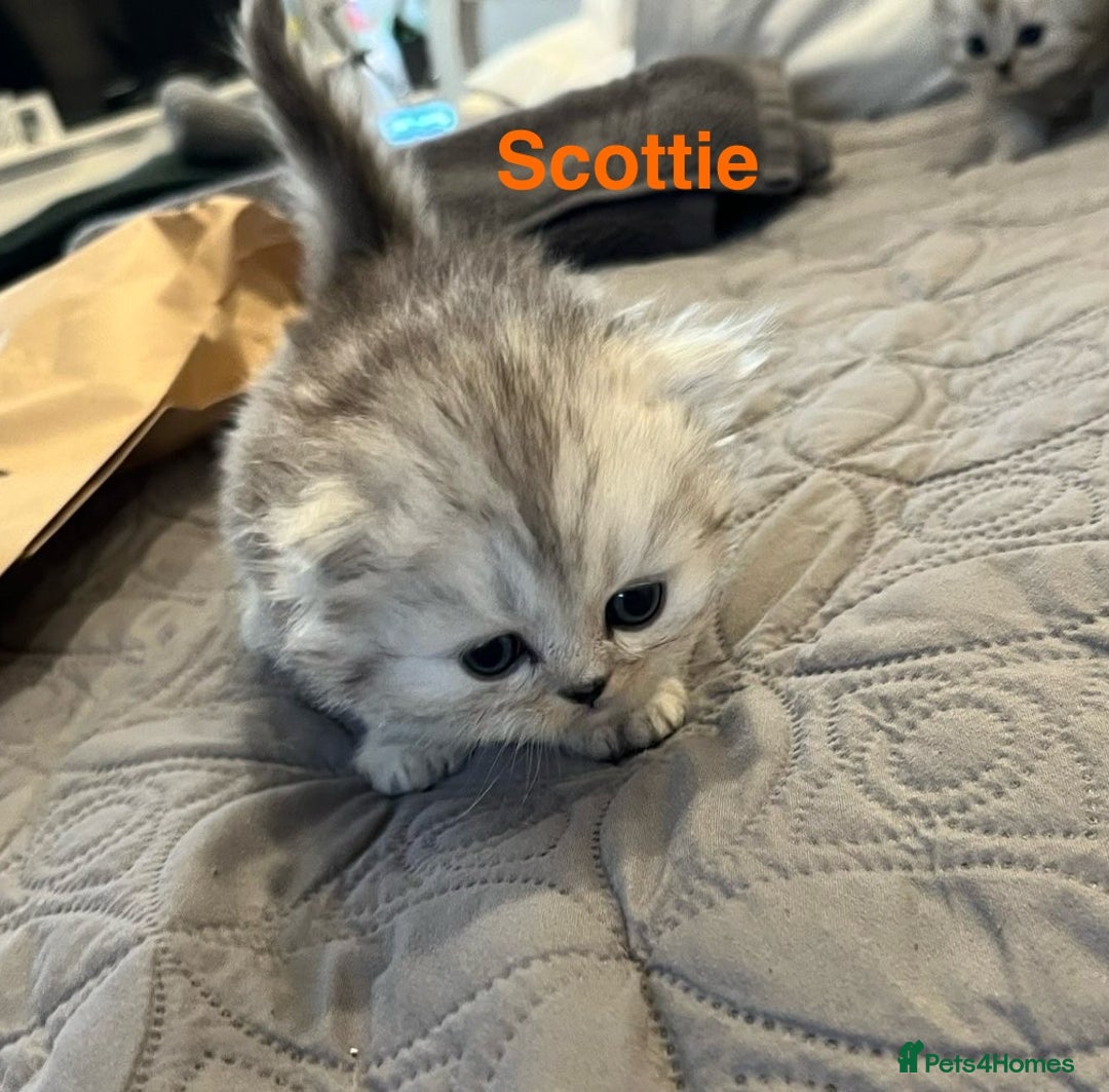 Persian cats for sale: Gorgeous litter of 6 PKD Negative Persian kittens - Image 8