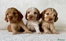 Cocker Spaniel dogs for sale: Show cockers kc registered simbawood lines - Image 17