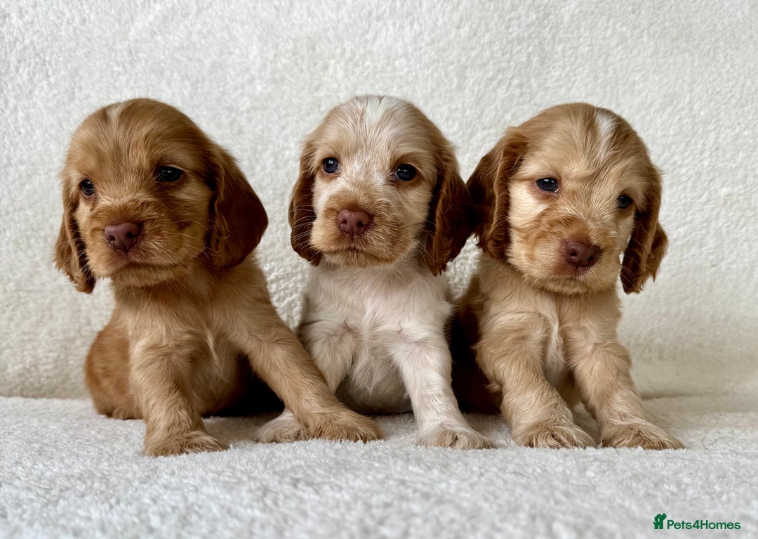 Cocker Spaniel dogs for sale: Show cockers kc registered simbawood lines - Image 17