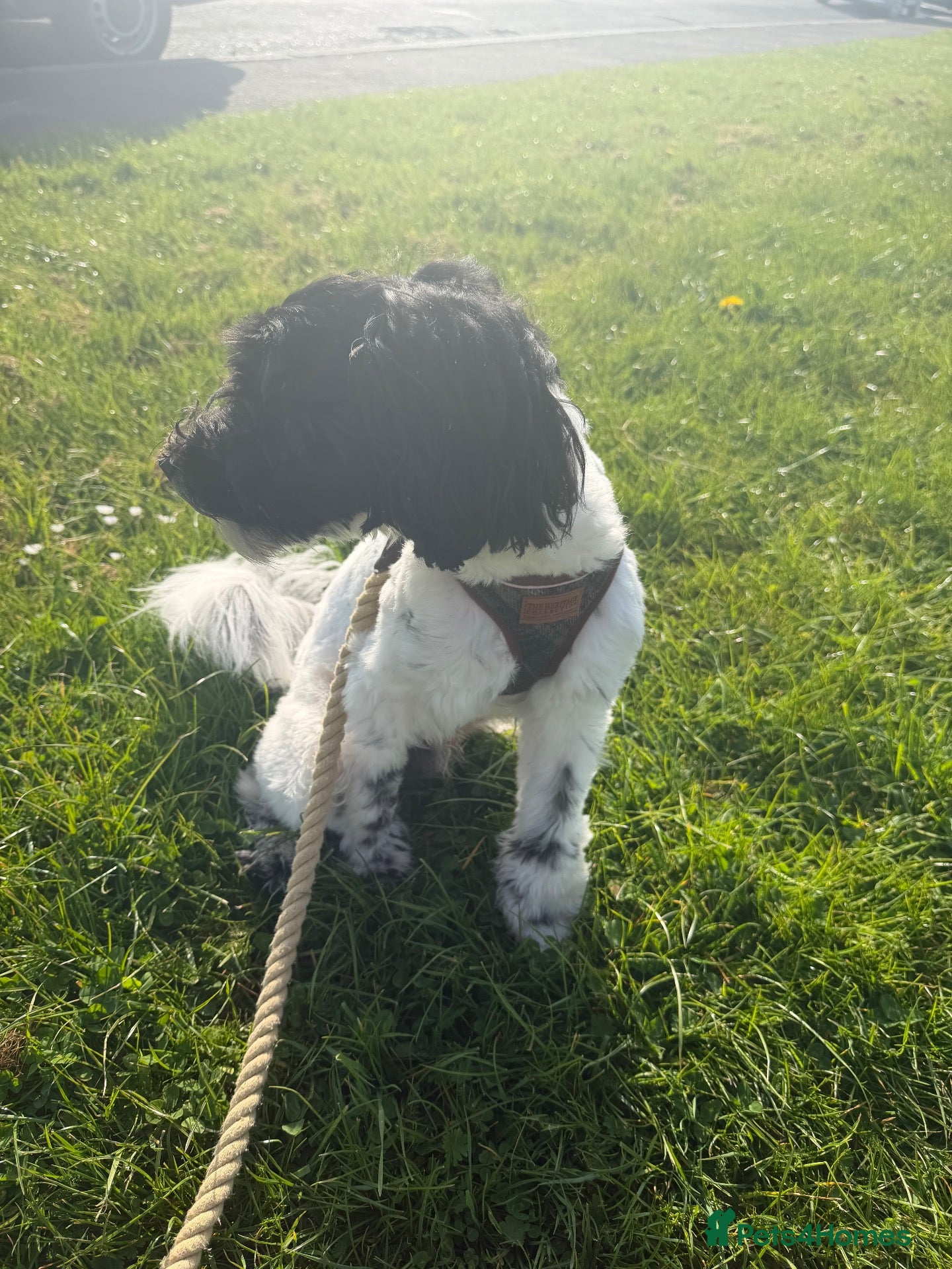 Pomapoo dogs Rehoming my beautiful baby boy Oreo  - Advert 18