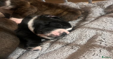 Old Tyme Bulldog dogs Old tyme bulldogs for sale - Advert 6