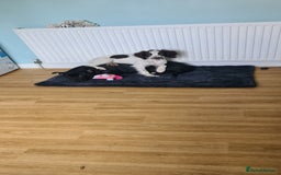 English Springer Spaniel dogs for sale: Female springer spaniel - Image 3
