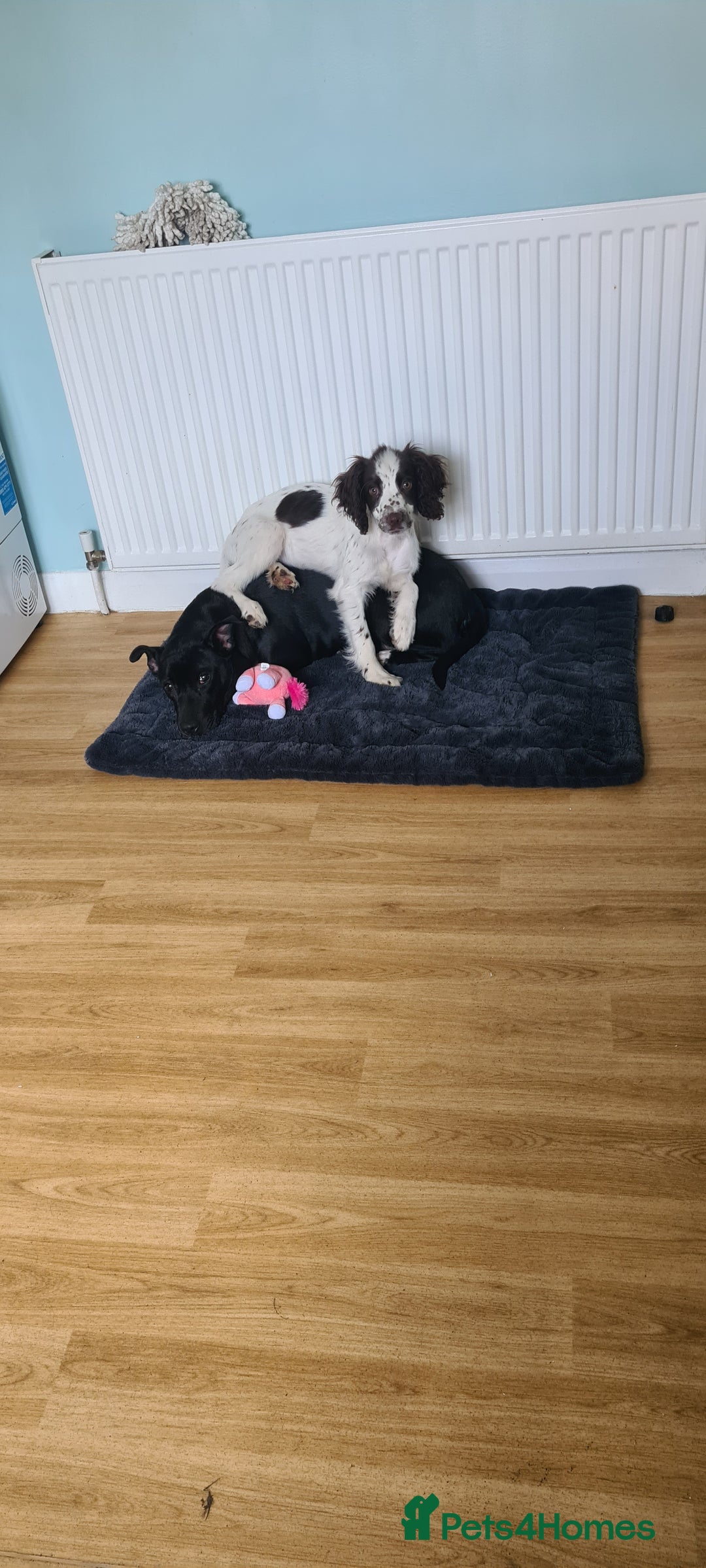 English Springer Spaniel dogs for sale: Female springer spaniel - Image 3