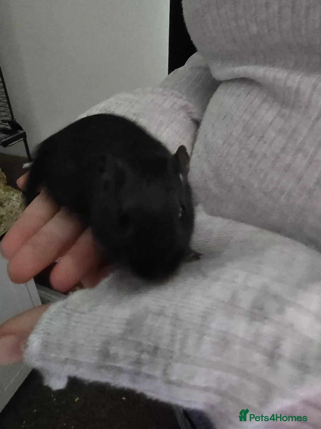 Gerbil rodents for sale: Free female gerbils - Advert 6