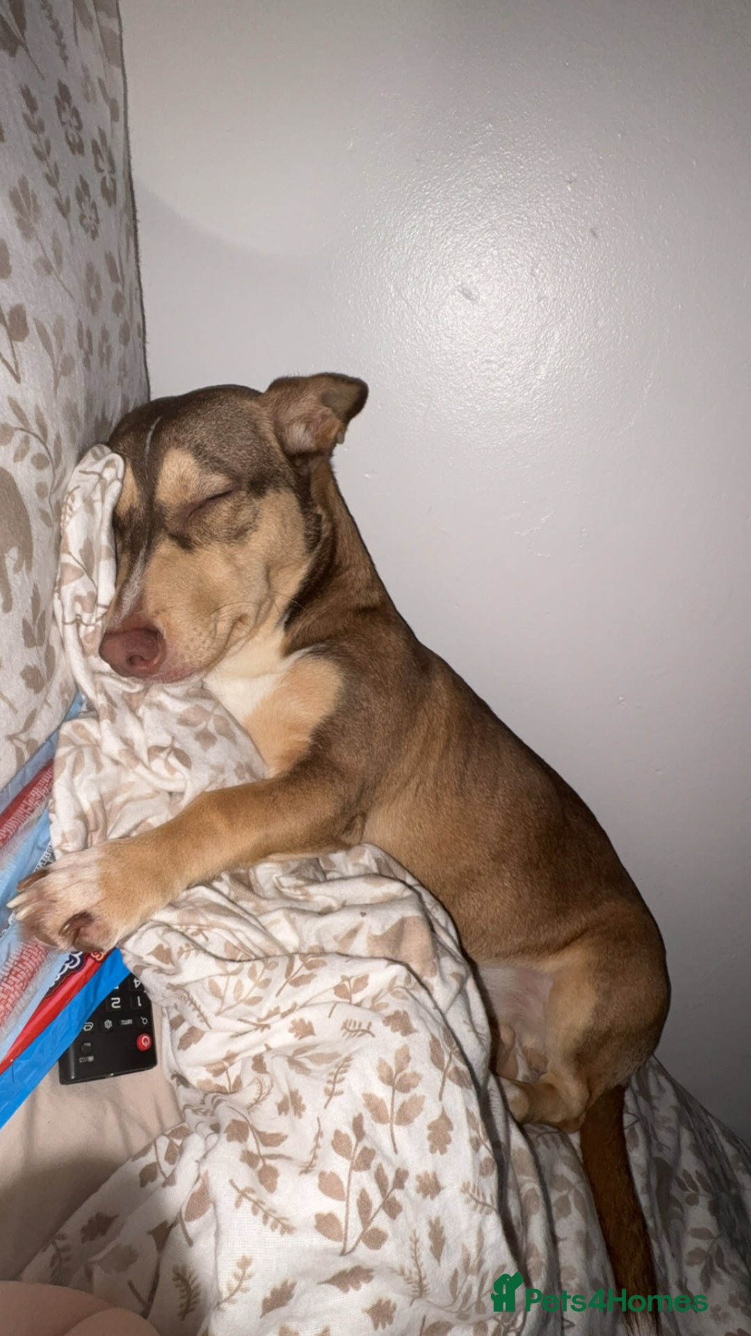 Mixed Breed dogs for sale: Dachshund x Border Collie - Advert 2