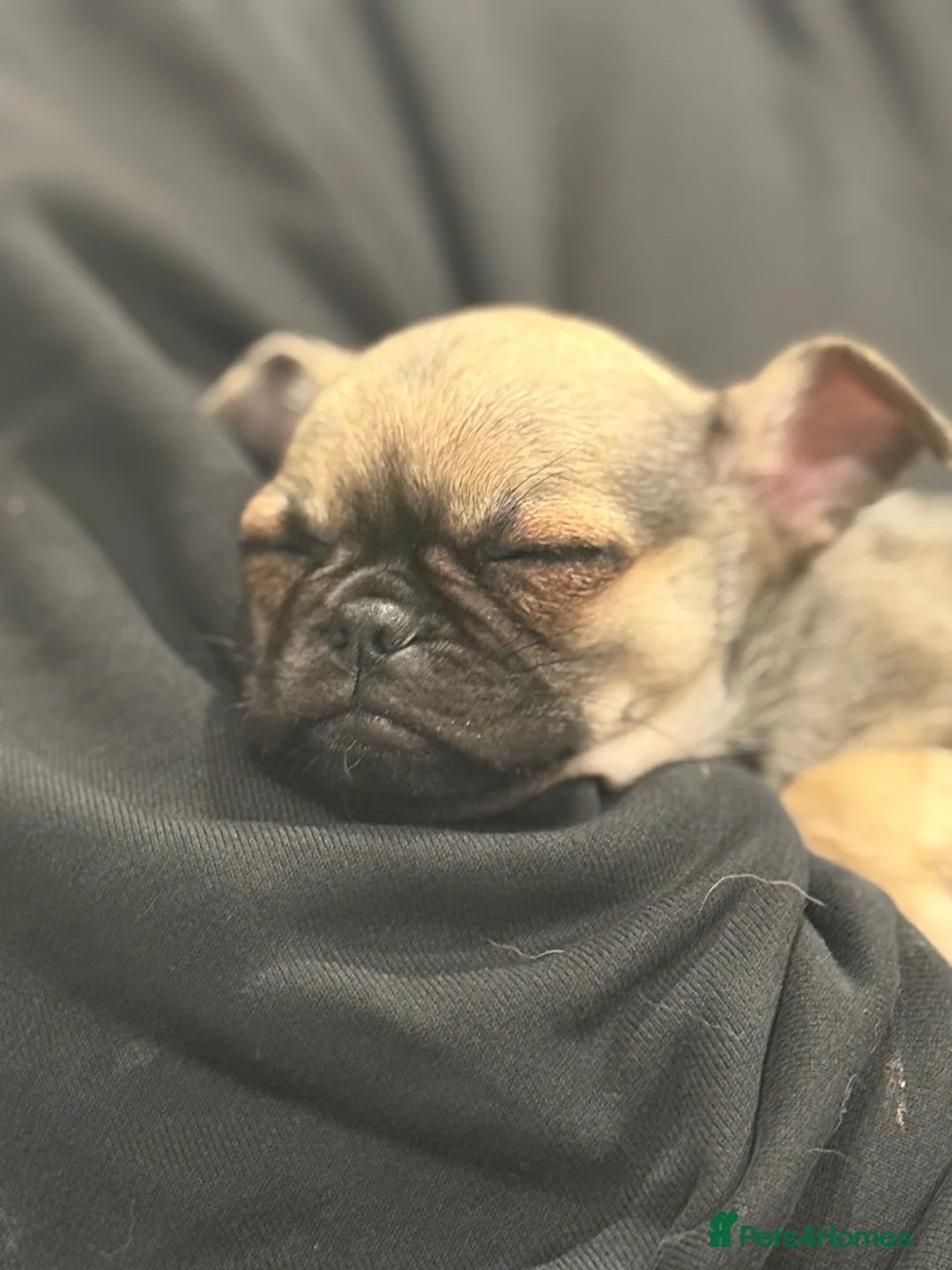 Chug dogs for sale: Gorgeous Baby Chug Chihuahua Pug  in Sandown - Advert 2