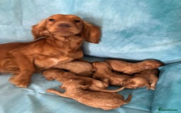 Cocker Spaniel dogs for sale: KC RED SHOW COCKER SPANIELS - Image 4