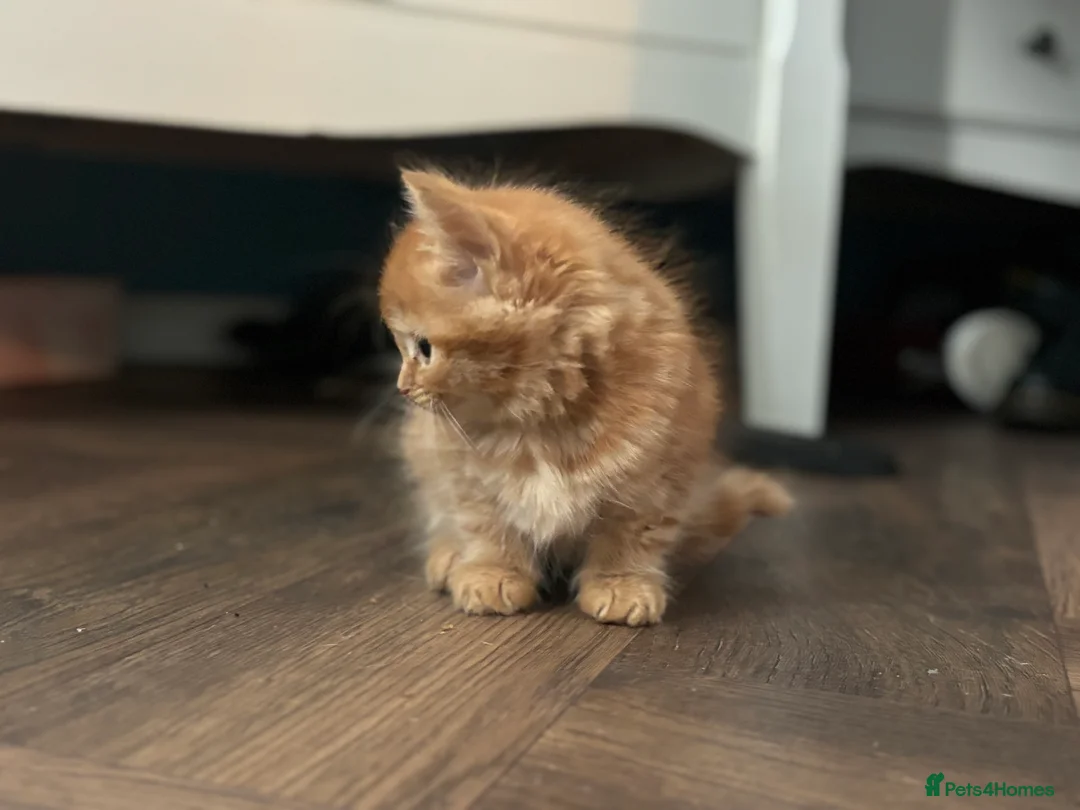 Mixed Breed cats for sale: 3 ginger kittens  - Advert 2
