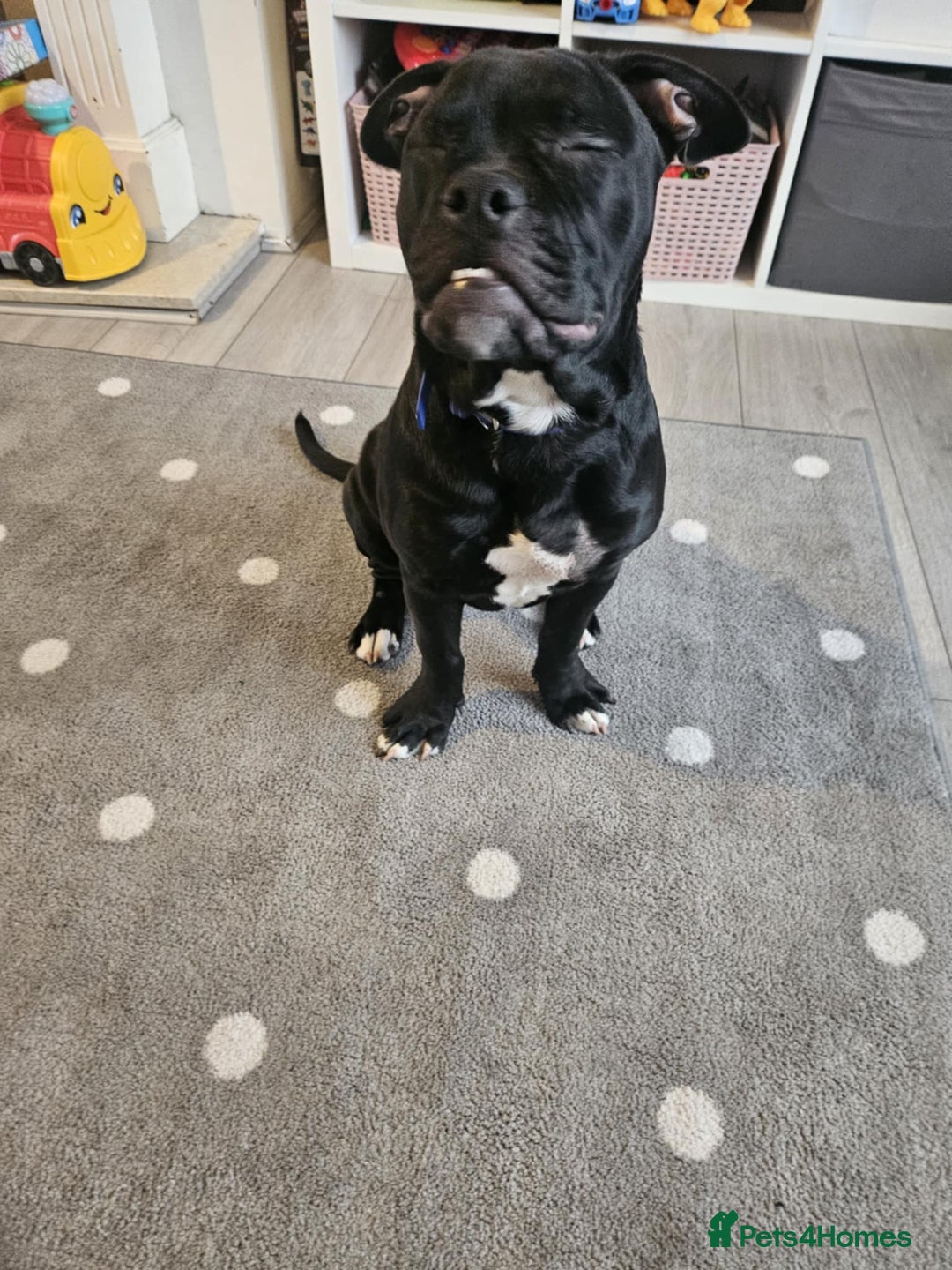 Mixed Breed dogs for sale: Wonderful dog for sale - Advert 12