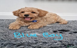 Poochon dogs for sale: Beautiful Poochon Puppies  in Carmarthen - Image 16