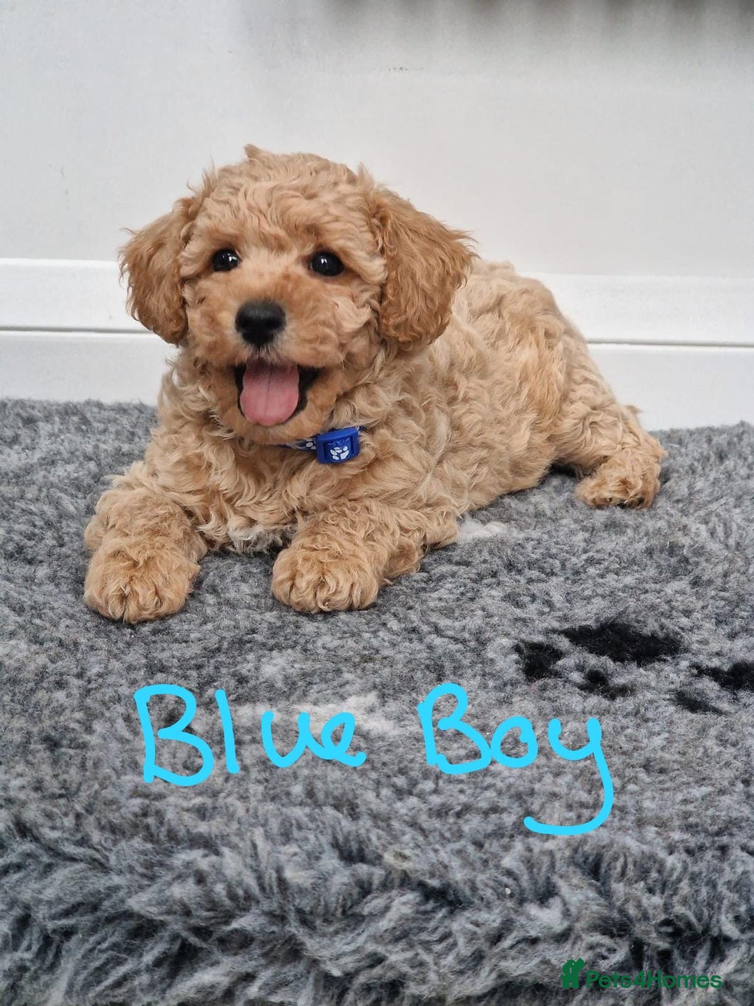 Poochon dogs for sale: Beautiful Poochon Puppies  in Carmarthen - Image 16