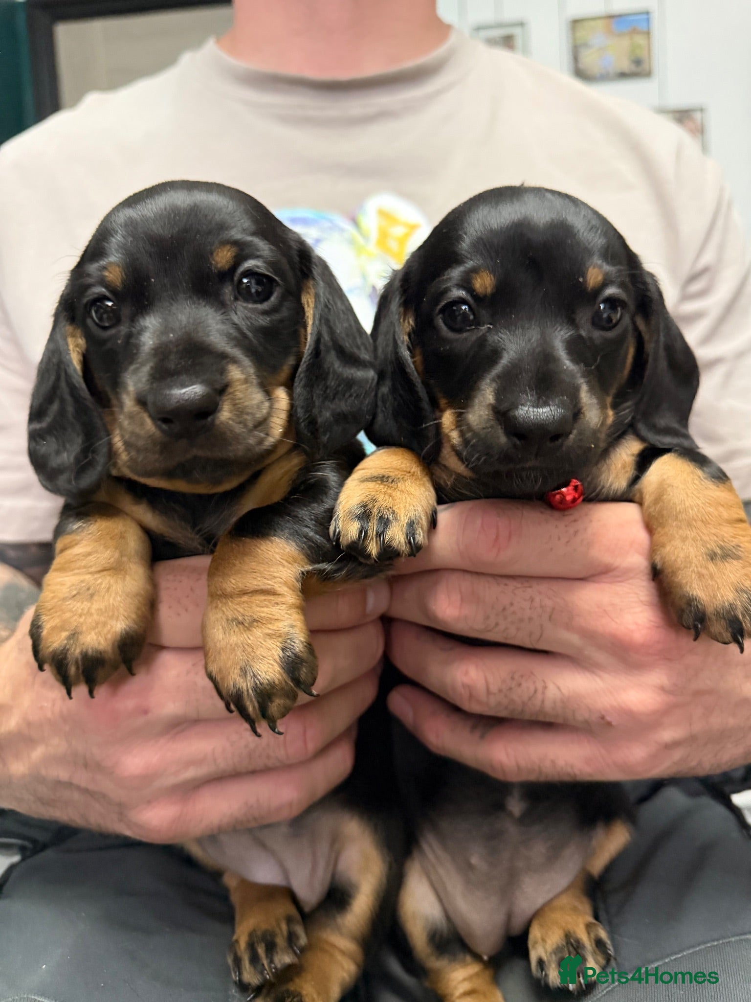 Dachshund dogs 2 adorable standard dachshund girls available  - Advert 1