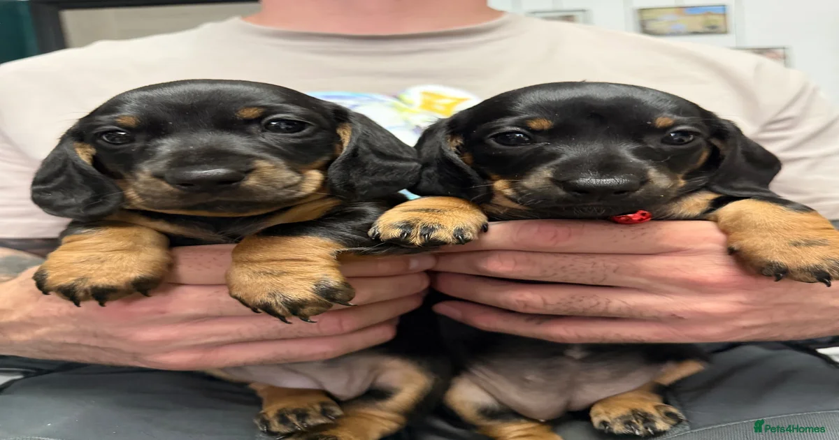 Champ dog breed Puppies for sale | Pets4Homes