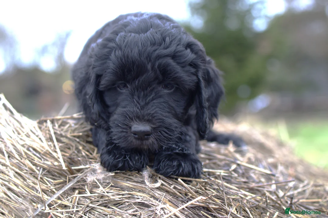 Double Doodle dogs for sale: 🌈Fully vaccinated and ready to meet the world 🌈 - Advert 24