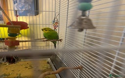 Budgerigars birds for sale: 2 budgies  - Image 2