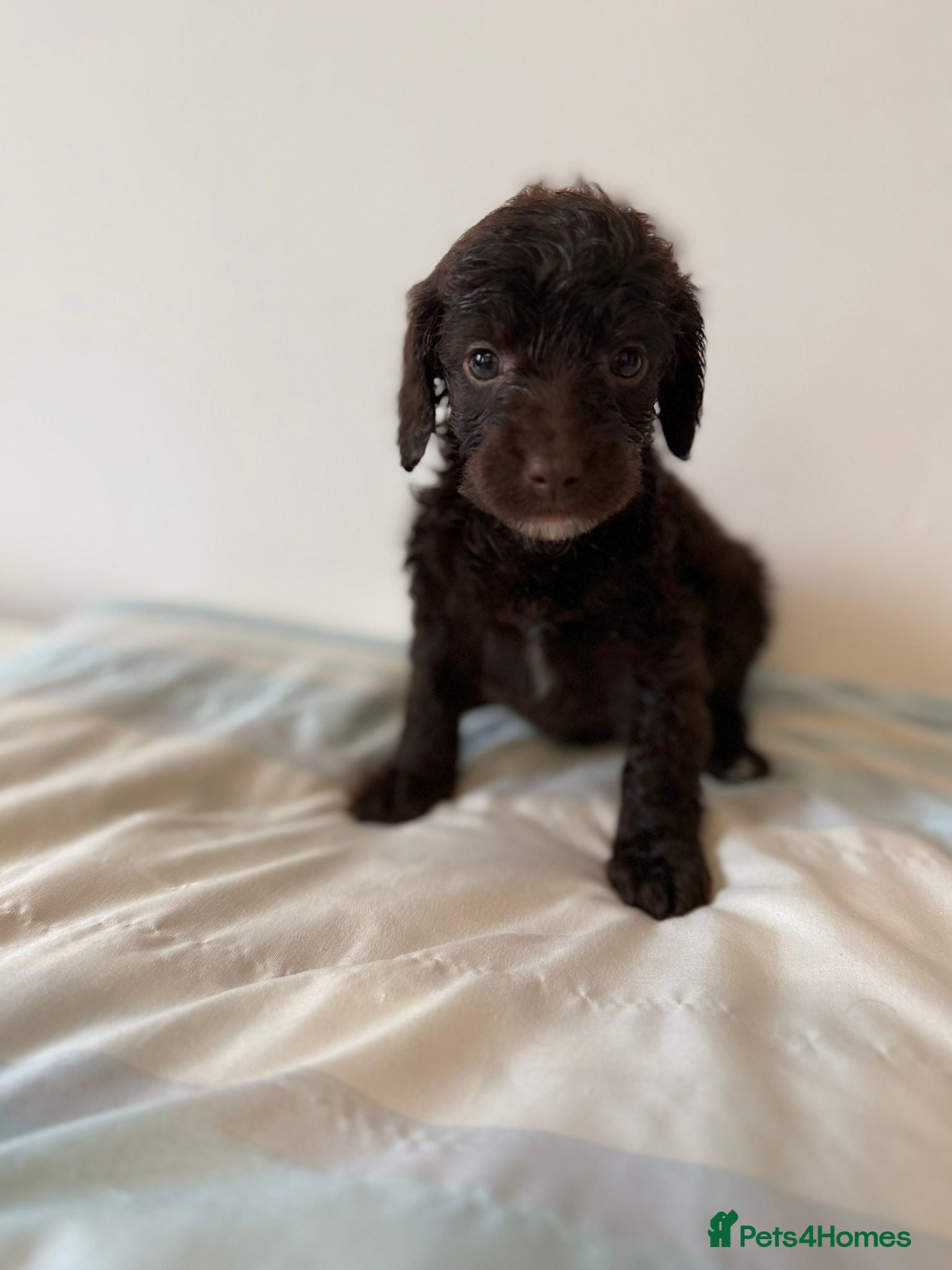 Cockapoo dogs Gorgeous Cockapoo litter - Advert 1