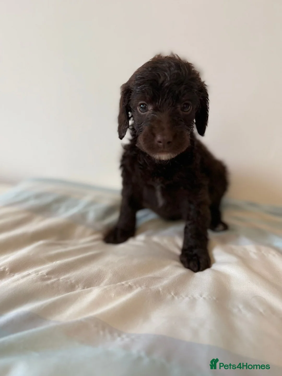 Cockapoo dogs for sale: Gorgeous Cockapoo litter in Barnsley - Advert 1