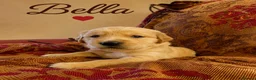 Golden Retriever dogs for sale: KC Registered Puppies From Our Much Loved Goldens! - Advert 17