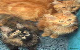 Maine Coon cats for sale: European Blood Lines GCCF Reg Main Coon Kittens  - Image 21