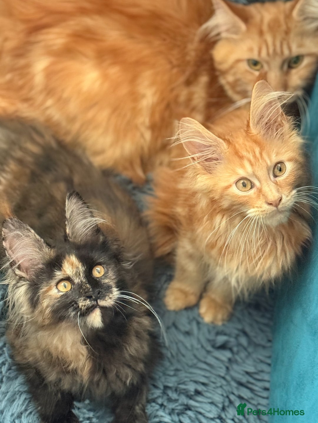 Maine Coon cats for sale: European Blood Lines GCCF Reg Main Coon Kittens  - Image 21