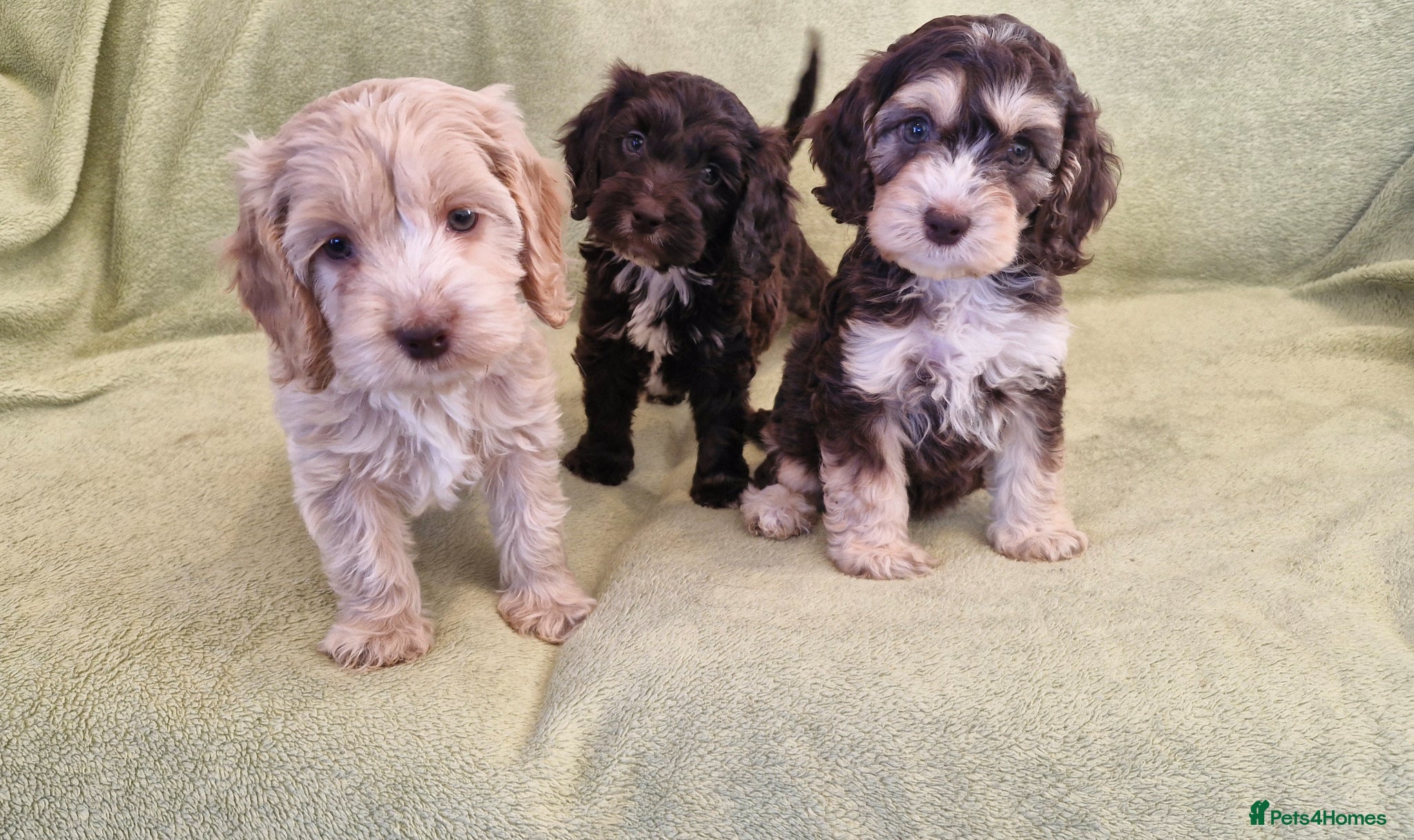 Cockapoo dogs Cockapoo - Advert 17