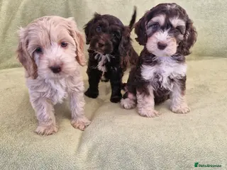 Cockapoo dogs Cockapoo - Advert 17