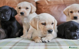 Labrador Retriever dogs for sale: Quality Health Tested Labrador Puppies - Image 4