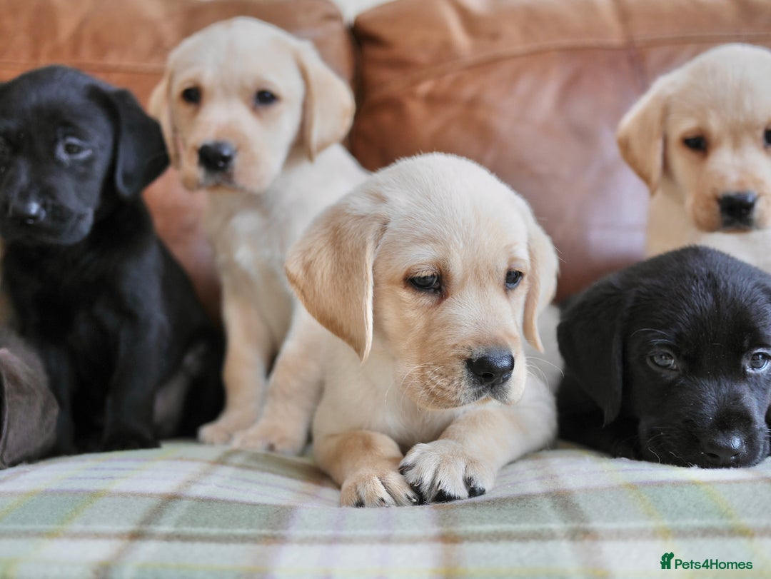 Labrador Retriever dogs for sale: Quality Health Tested Labrador Puppies - Image 4