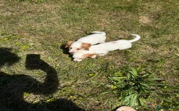 Cocker Spaniel dogs for sale: Adorable Worker Cocker Girl Puppy 🐶 - Image 31