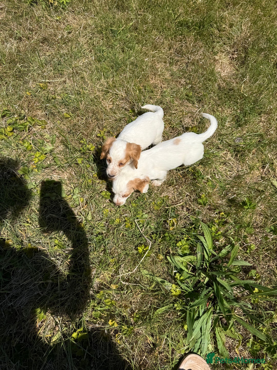 Cocker Spaniel dogs for sale: Adorable Worker Cocker Girl Puppy 🐶 - Image 31
