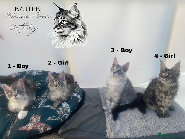 Maine Coon cats - Advert 4