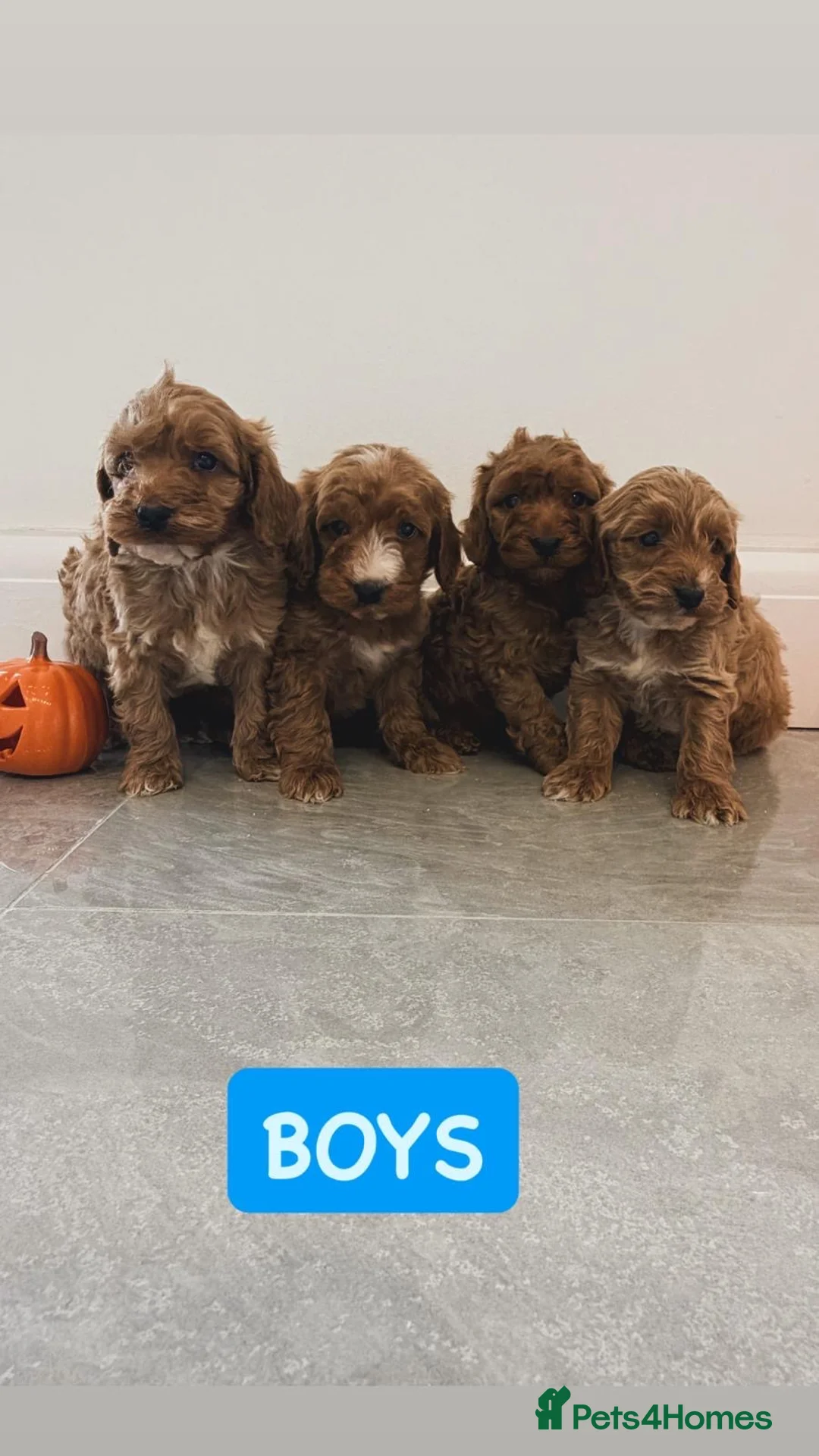 Cockapoo dogs for sale: F1 Mini cockapoo puppies in Orpington - Advert 3