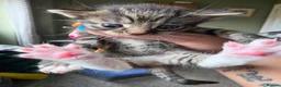 Mixed Breed cats for sale: Litter mixed breed  - Advert 5