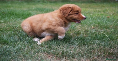 Nova Scotia Duck Tolling Retriever dogs - Advert 5