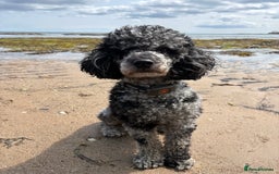 Miniature Poodle dogs for stud: Yogi Bear - Merle Miniature Poodle for Stud - Image 7