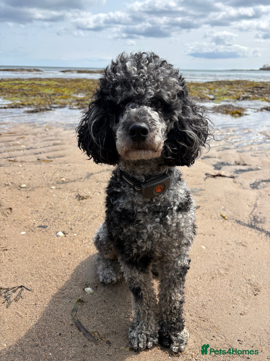 Miniature Poodle dogs for stud: Yogi Bear - Merle Miniature Poodle for Stud - Image 7