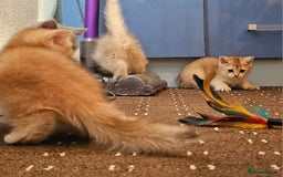 British Shorthair cats for sale: BSH BLUE AND BSH GOLD KITTENS Ready now! - Image 12