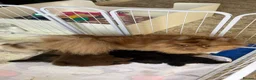Pomeranian dogs for sale: 2 stunning male Pomeranian ready for new homes now - Advert 8